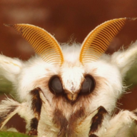 Courier Moth
