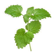 A Sprig Of Lemon Balm