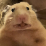 hamsters are cool