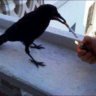 Bill Nyehilism