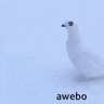 Kiwisee