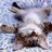 Sleepy Kitty