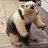 Anteaters R Cute