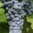 Cabernet