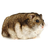 fatass hamster