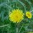 Sonchus Asper