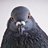 PigeonW1ng