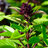 BigBasil