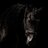 Dark Horse