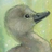 ugly duckling