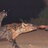 Flippant Aardwolf