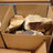 Cardboard box