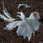 Dick Wings