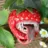 StrawberryDouche