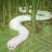 catsnake