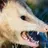 Roving Opossum