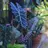 I_wet_my_plants