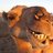 Idiot Camel