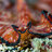 Flatworm Cuddler