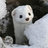 Stoat