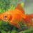 fishfgt1
