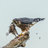 ilovebirbs