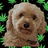 Trapper The Crack Pup