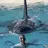 Tilikum