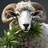 I Hate Sheeps