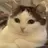 cat clone