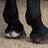 Hoof