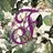 Flora Fox