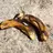 Rotting Bananas