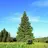 Green_Pine_Tree
