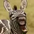 Equus quagga