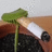 Carnivorous Plant