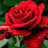 Rosa_Rojo