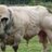 Benine Bovine