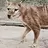 Taz Tyger
