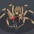 Lycosidae