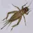 Eat_the_bugs_87