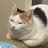 Bring Me the animal goods