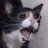 FelineBadMan