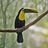 Toucan