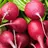 Red Radish Man