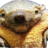 74 Screaming Armadillos