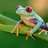 Heterosexual Frogs