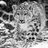 Snow Leopard