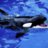Shark of the Eternal Sea