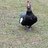ChickenDance11